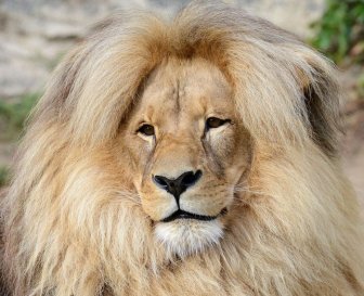 Leon The Lion Likes To Flaunt His Mane For All The World To See