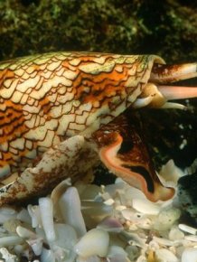 Cone Snails Are Deadly Assassins