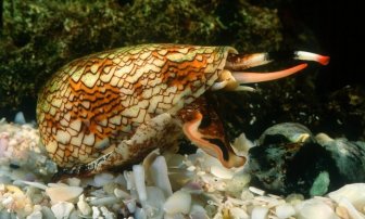 Cone Snails Are Deadly Assassins