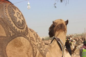 Camels Are Getting Cool Haircuts Courtesy Of Barbers In Pakistan