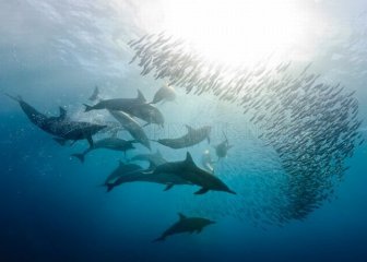 The Sardine Run 