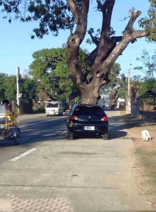 The Middle Of The Road Is A Really Bad Place For A Tree