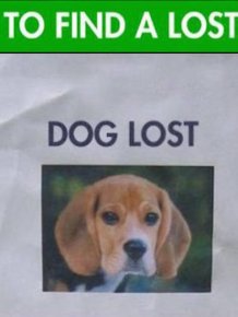 Tips And Tricks That Will Help You Find Your Lost Dog