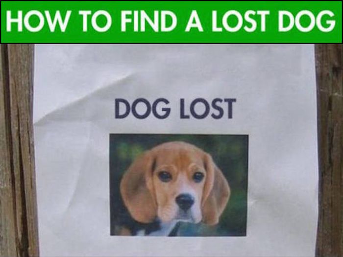 Tips And Tricks That Will Help You Find Your Lost Dog