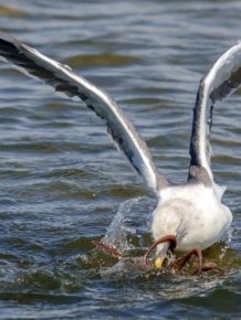 Rare Photos Of A Seagull Hunting An Octopus