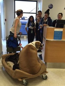 Obese Dog Wheeled Onto An American Airlines Flight So He Can Travel First Class