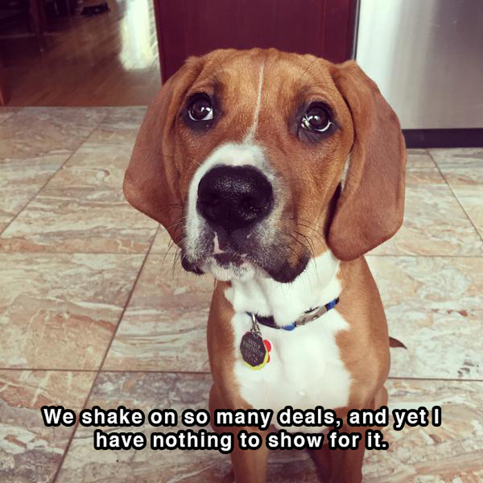 Hilarious Thoughts That Dogs Have In The Shower