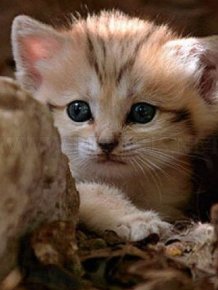 Sand Cat Kittens 