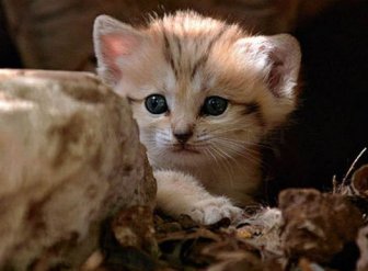 Sand Cat Kittens 