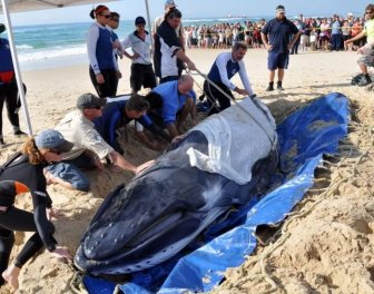 Saving a Baby Humpback Whale 