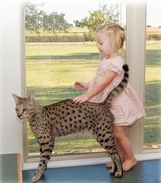 The Huge Domesticated Savannah Cat 