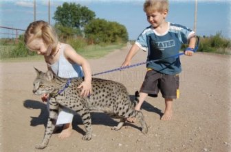 The Huge Domesticated Savannah Cat 