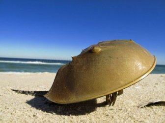 Horseshoe Crabs 