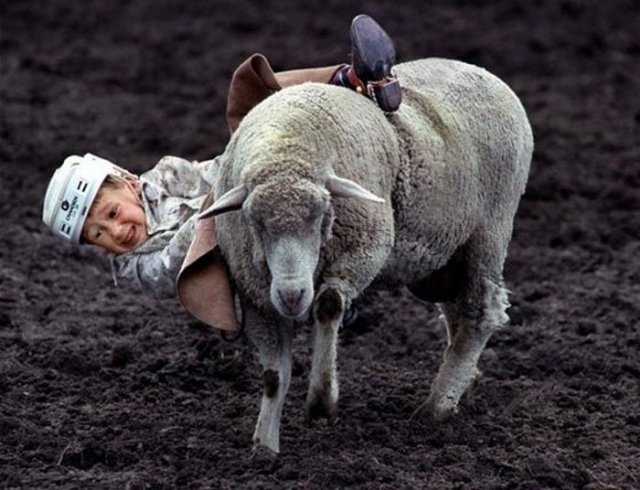 Children riding sheep