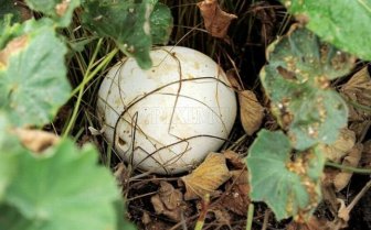 Giant Mushroom 