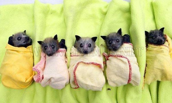 New Home for Baby Bats
