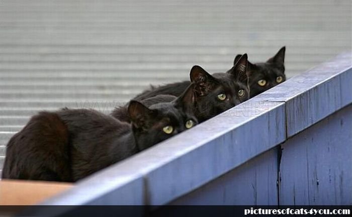 Spy Cats Pics 