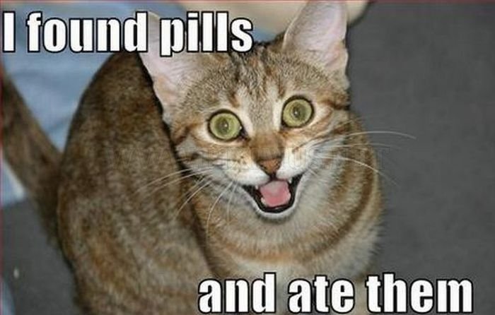 Hilarious LOLcats 