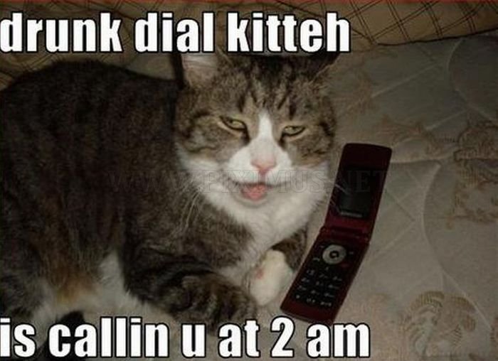 Hilarious LOLcats 