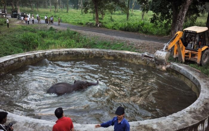 Baby Elephant Rescue From Drowning 