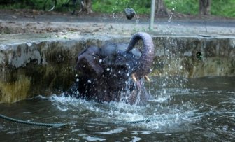 Baby Elephant Rescue From Drowning 