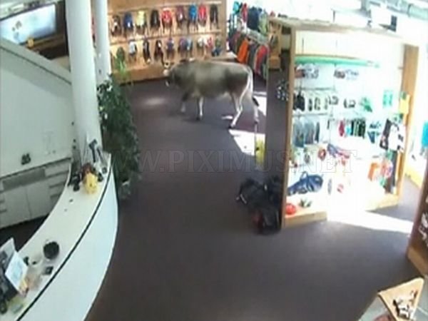 Cow Walks Through Clothing Store in Austria 