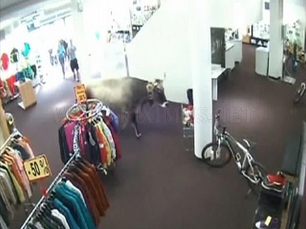 Cow Walks Through Clothing Store in Austria 