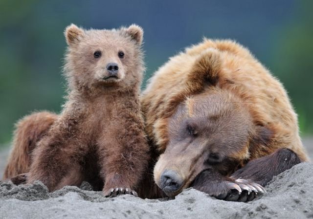 Cute Russian Bears