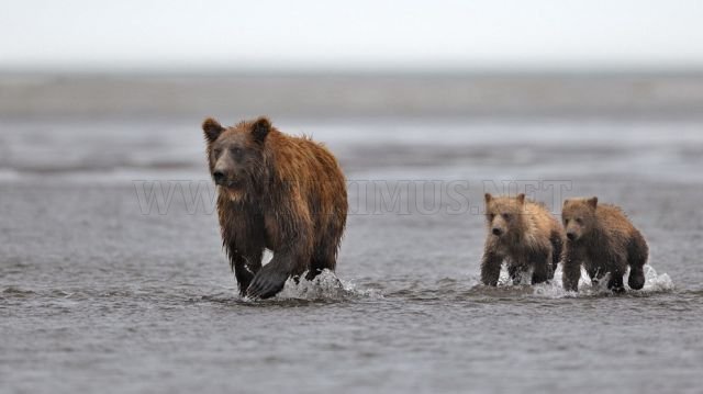 Cute Russian Bears