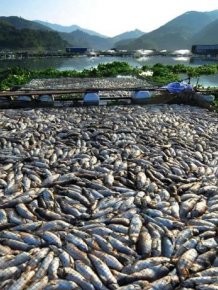 Mass Fish Death in China 