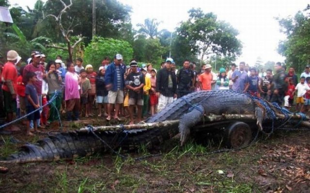 Huge Crocodile is caught in Philippines