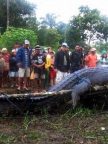 Huge Crocodile is caught in Philippines
