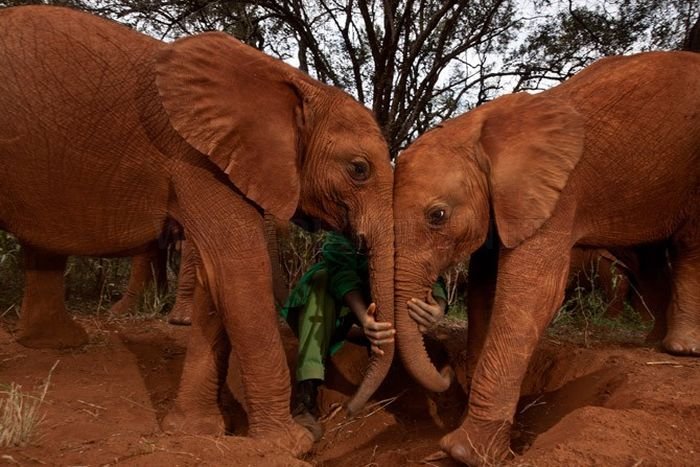 The Baby Elephant Orphanage in Kenya 