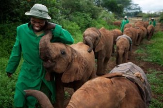 The Baby Elephant Orphanage in Kenya 