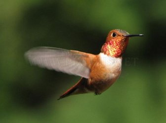 Bee Hummingbird - The smallest bird in the World