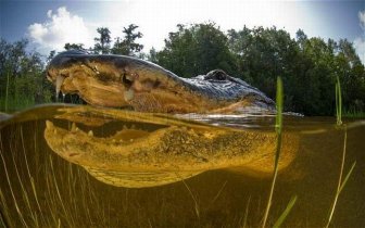 Close-up Underwater Snaps of an American Alligator