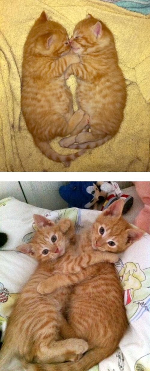 The Story of Two Cats Growing 