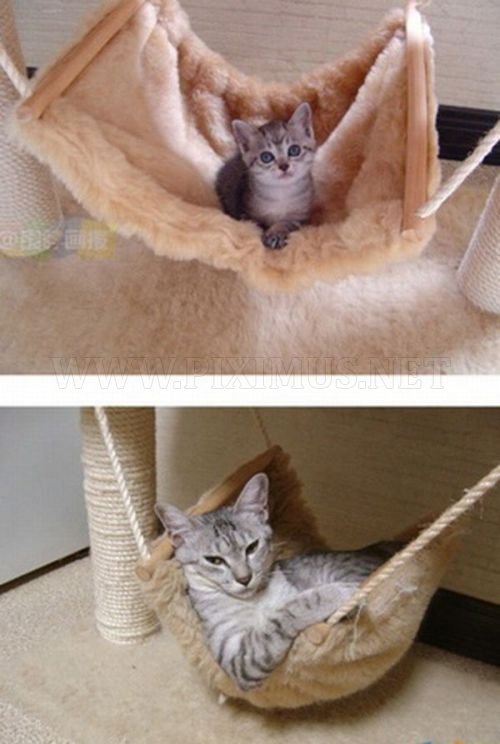 The Story of Two Cats Growing 