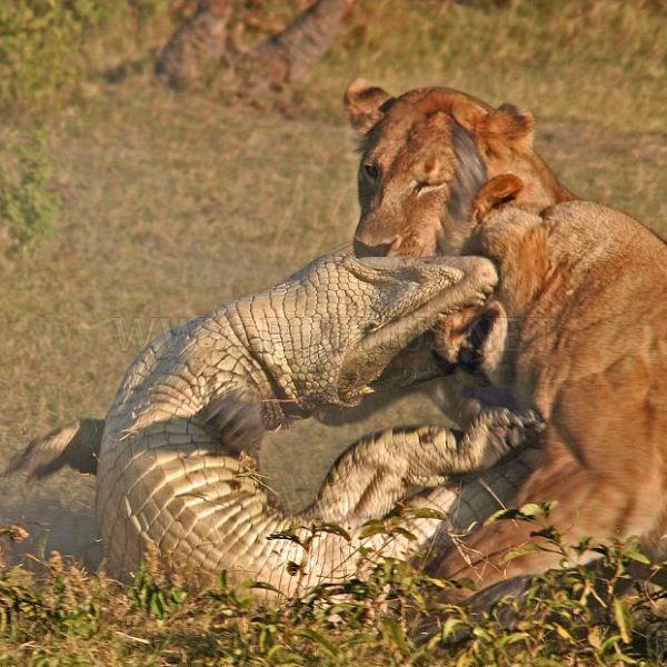 Three Lionesses vs Crocodile | Animals