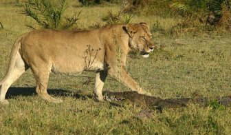 Three Lionesses vs Crocodile