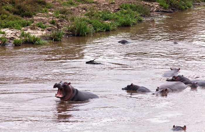 Antelope Saved by a Hippo 