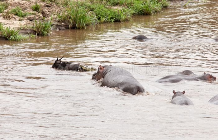 Antelope Saved by a Hippo 