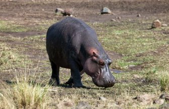 Antelope Saved by a Hippo 