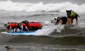 Surfing dogs