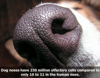 Facts About Smelling 