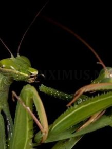 Female Praying Mantis Kills Her Partner 