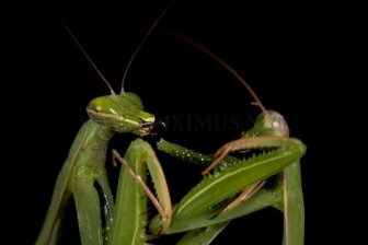 Female Praying Mantis Kills Her Partner 