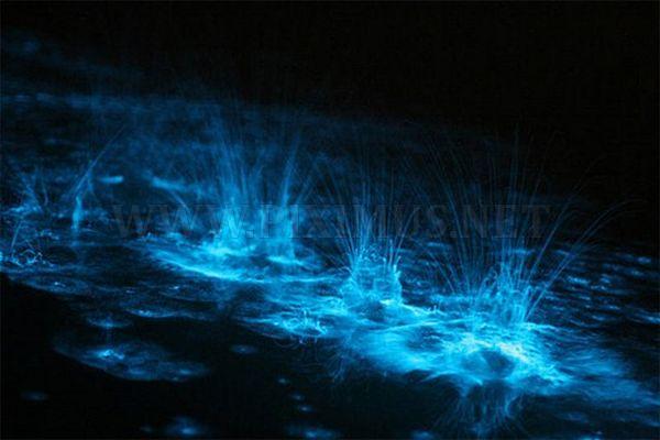 Bioluminescent Lake in Australia