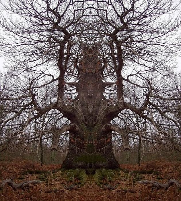 Creepy trees