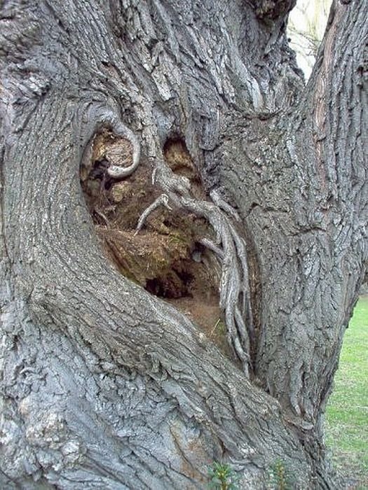 Creepy trees